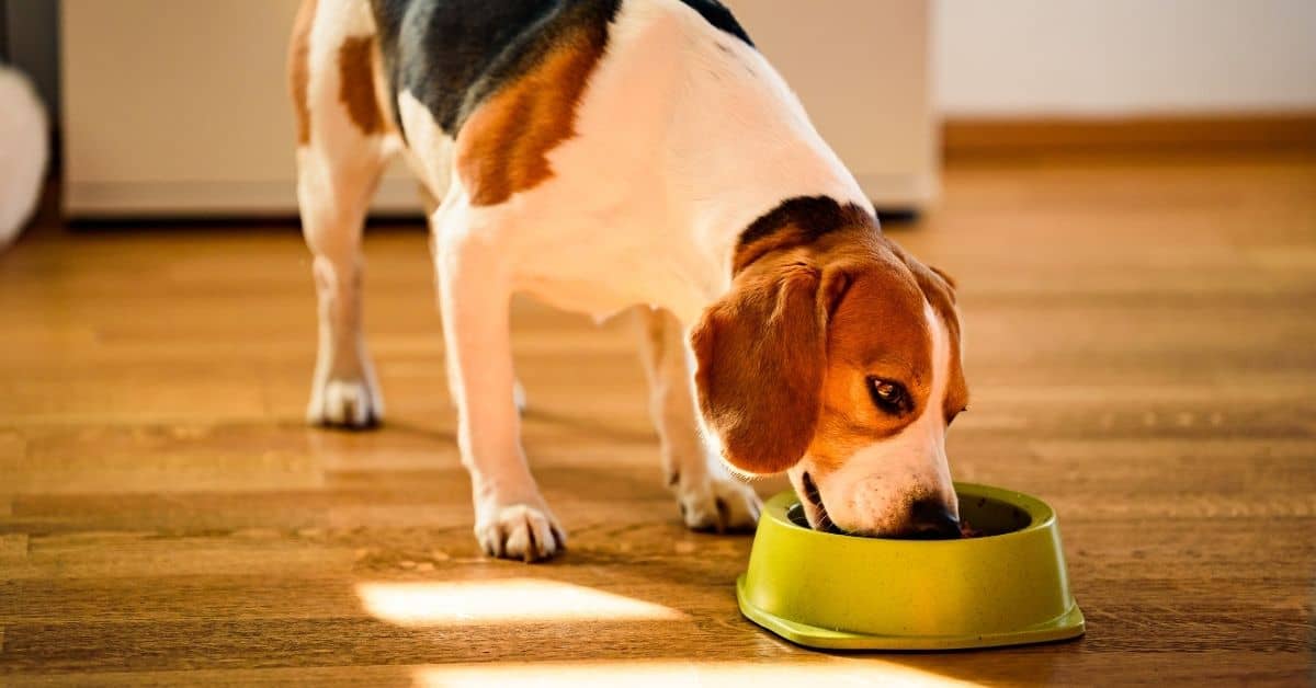 How To Fatten Up A Dog