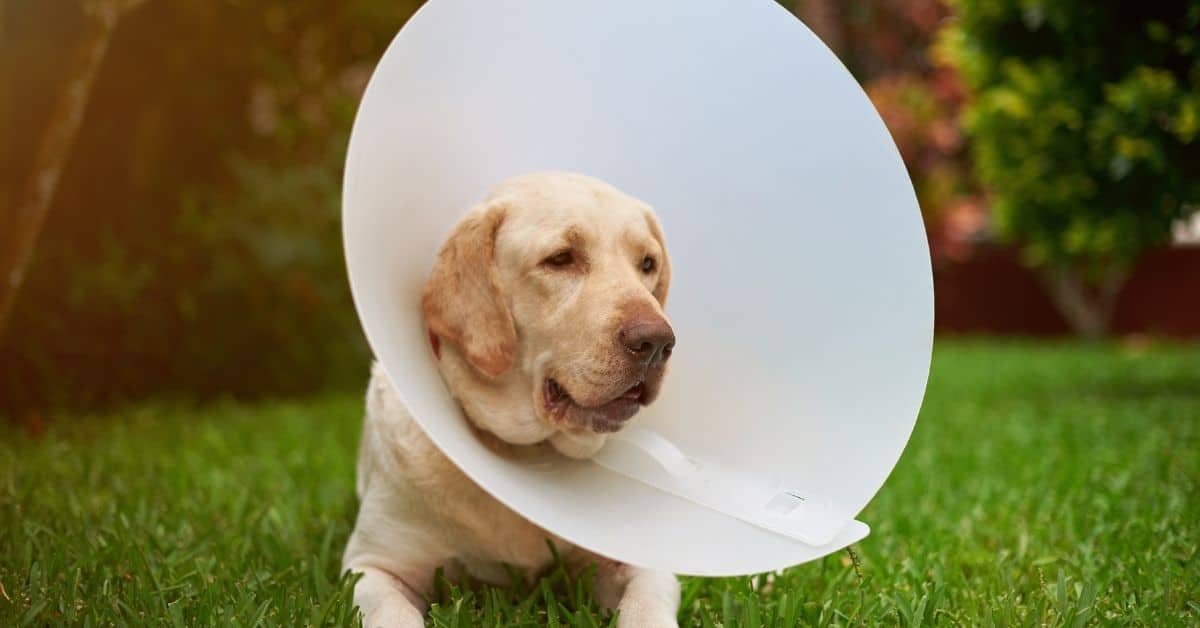 When To Take Cone Off Dog After Neuter