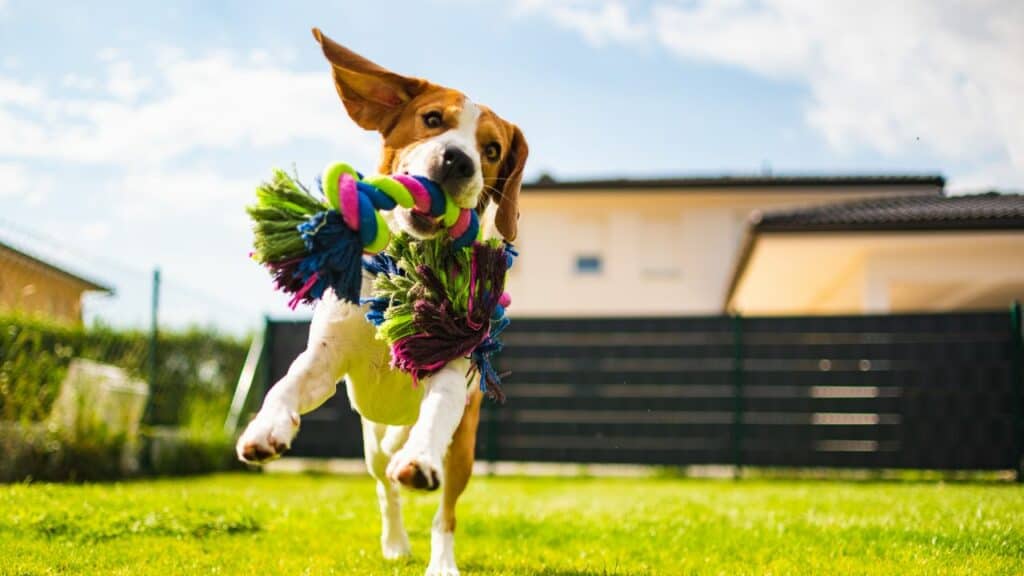 beagle dog playing