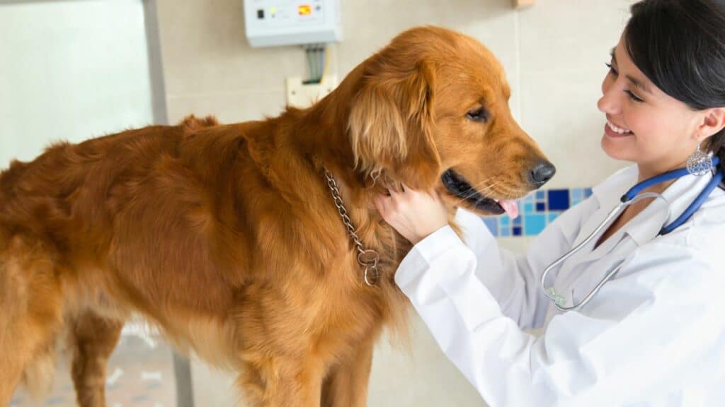 brown dog at the vet