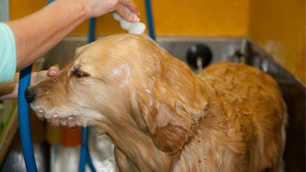 brown dog gets showered