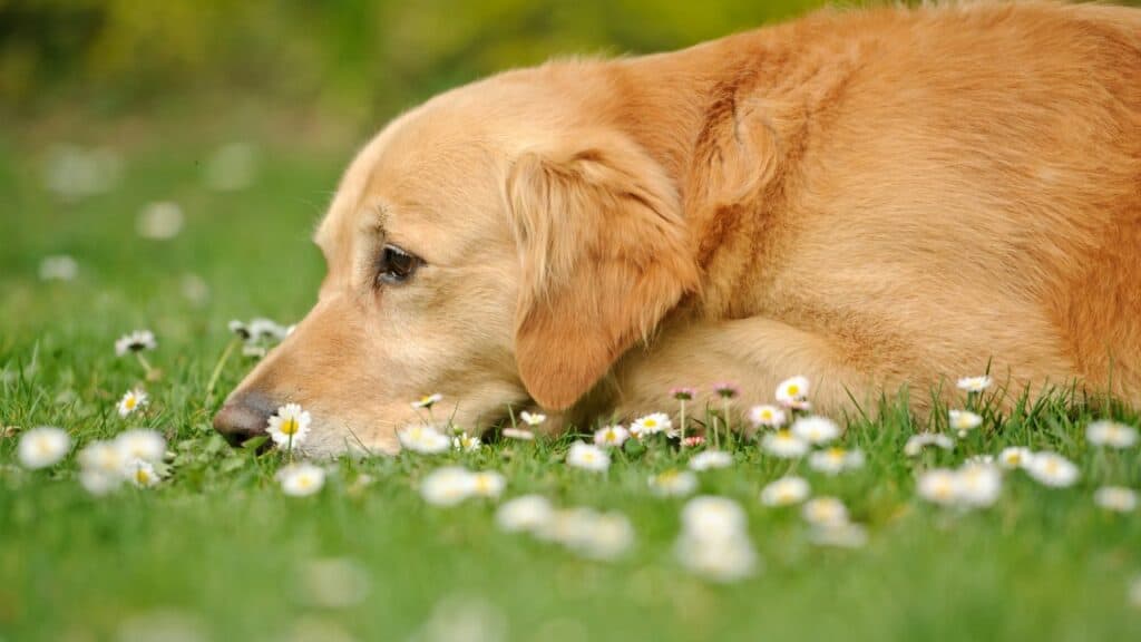 brown dog in gras looking sad
