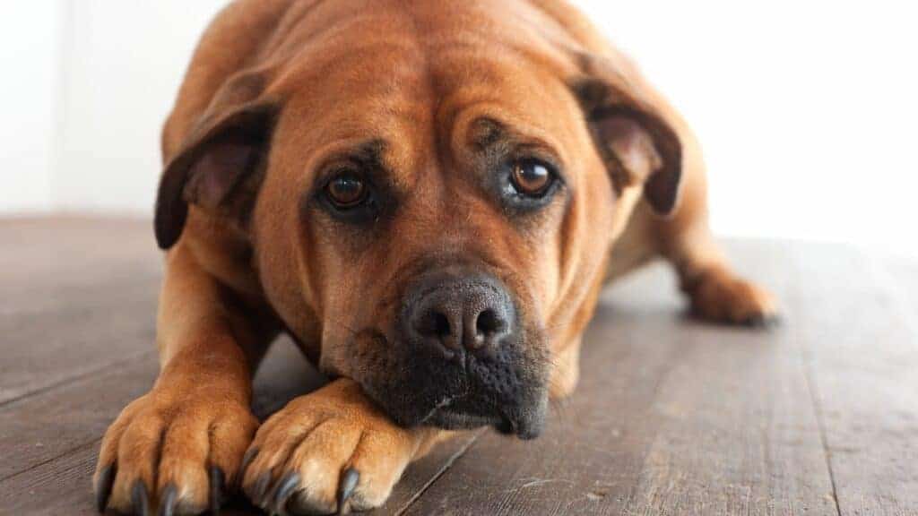 brown dog looking sad