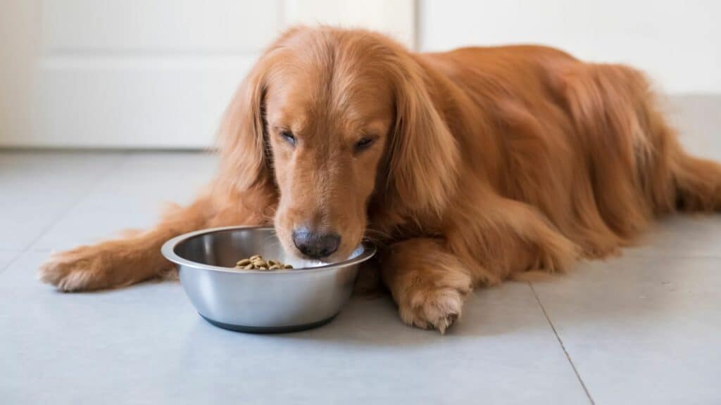 brown dog lying on the floor while eating from a bowl