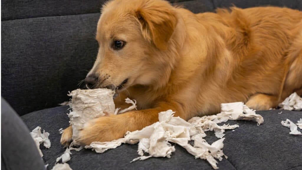 brown dog playing with toilet paper