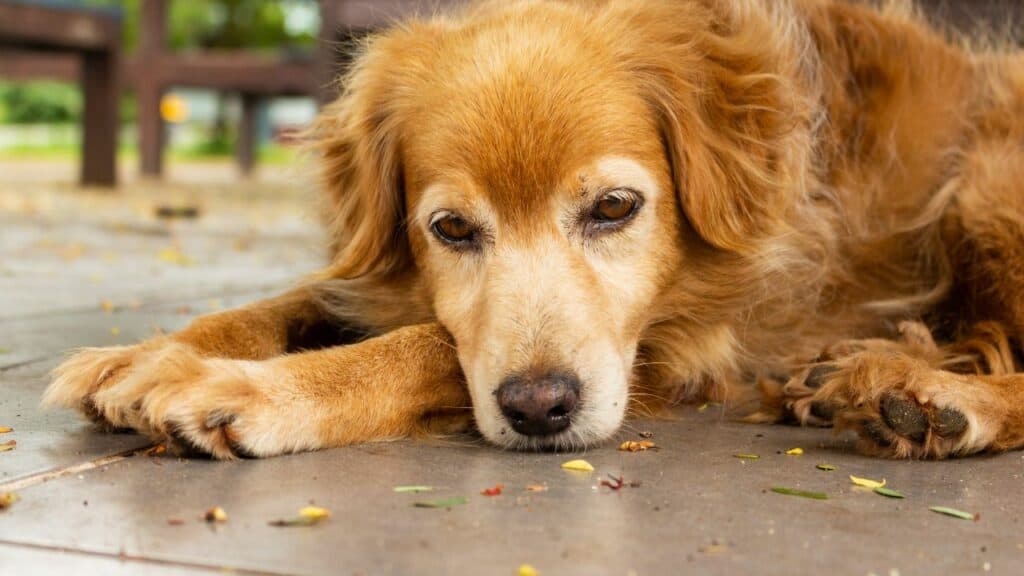 brown dog sad