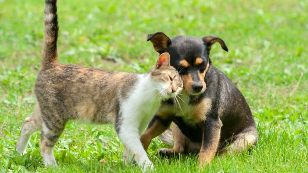 cat and dog 11