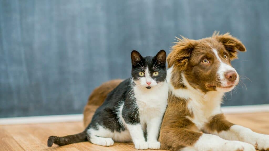 cat and dog 3