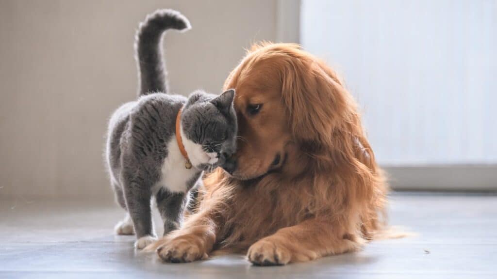 cat and dog 4
