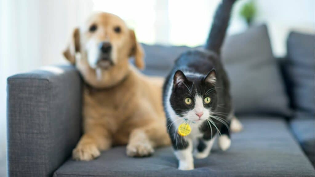 cat and dog 8