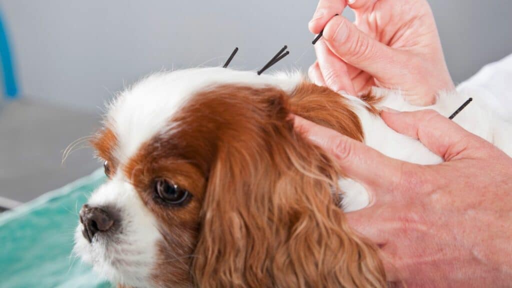 dog at acupuncture