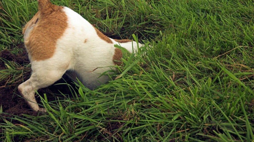 dog butt in grass