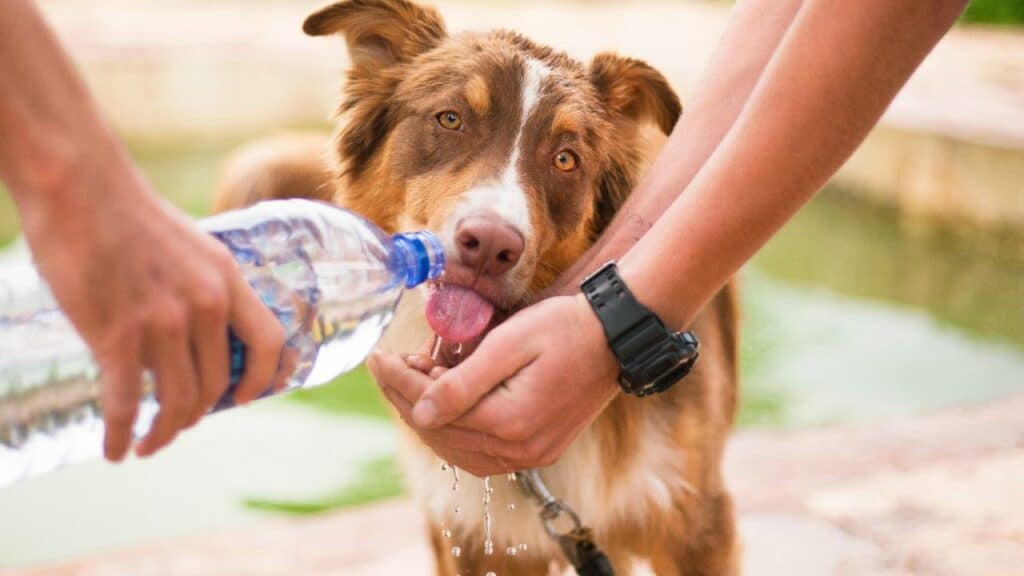 Dog drinks from hands