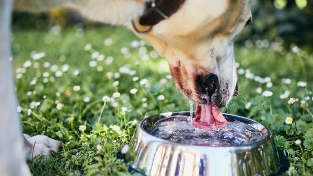 Dog drinking outside