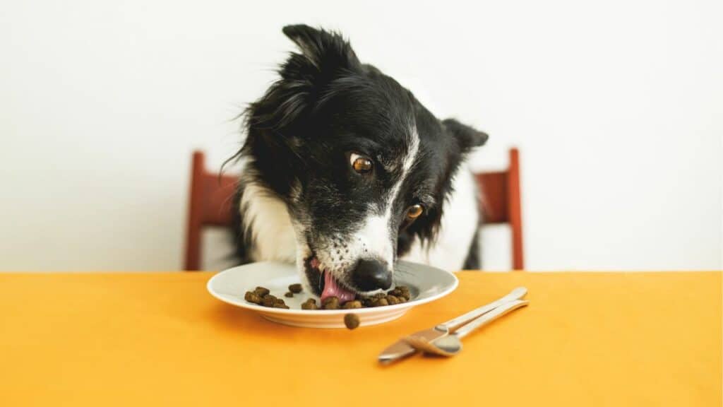 dog eating at the table