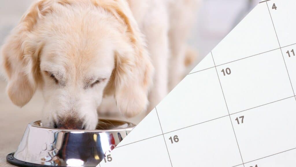 dog feeding schedule