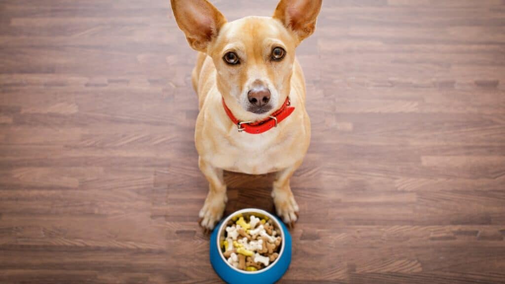 dog food bowl not eating