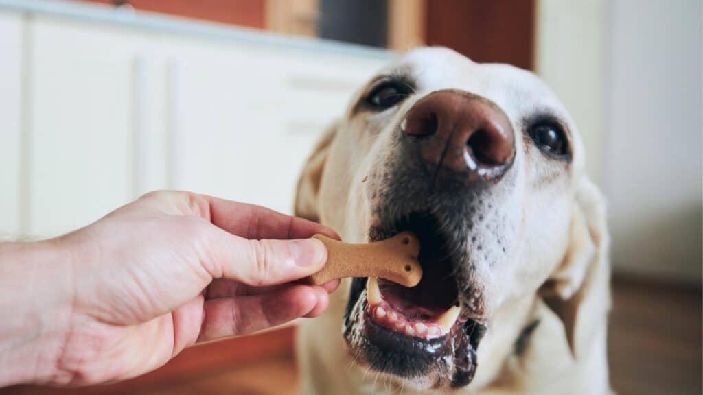 dog gets treats