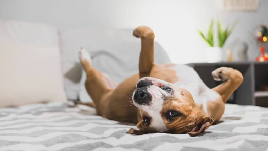 dog lying on back on human bed