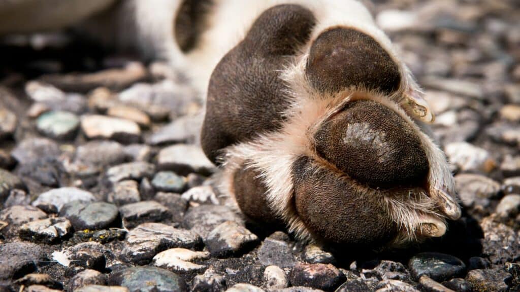 dog paw from near