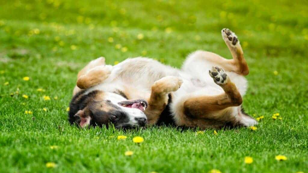 dog rolling on gras