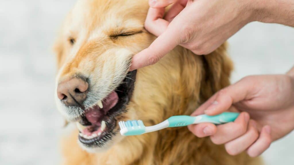 Dog Tooth Brushing