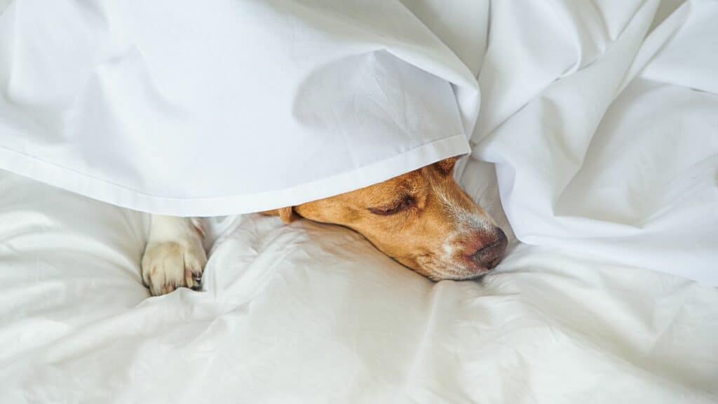 dog under blanket in white bed