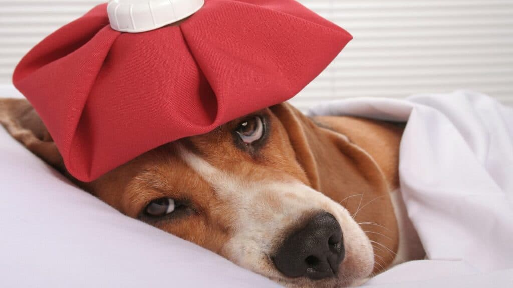 dog with red bed bottle on head