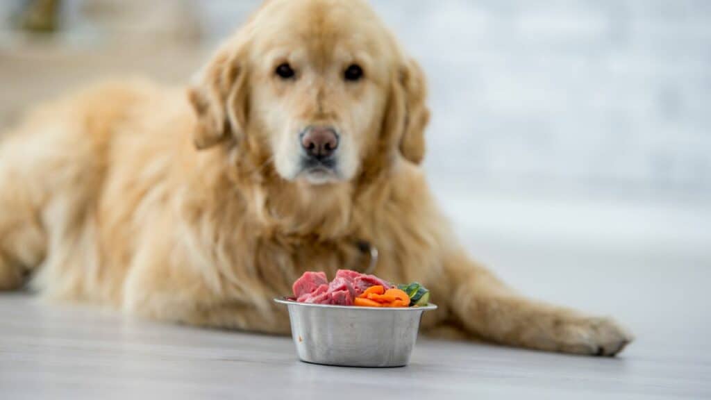 golden retriever dog in front of food bowl