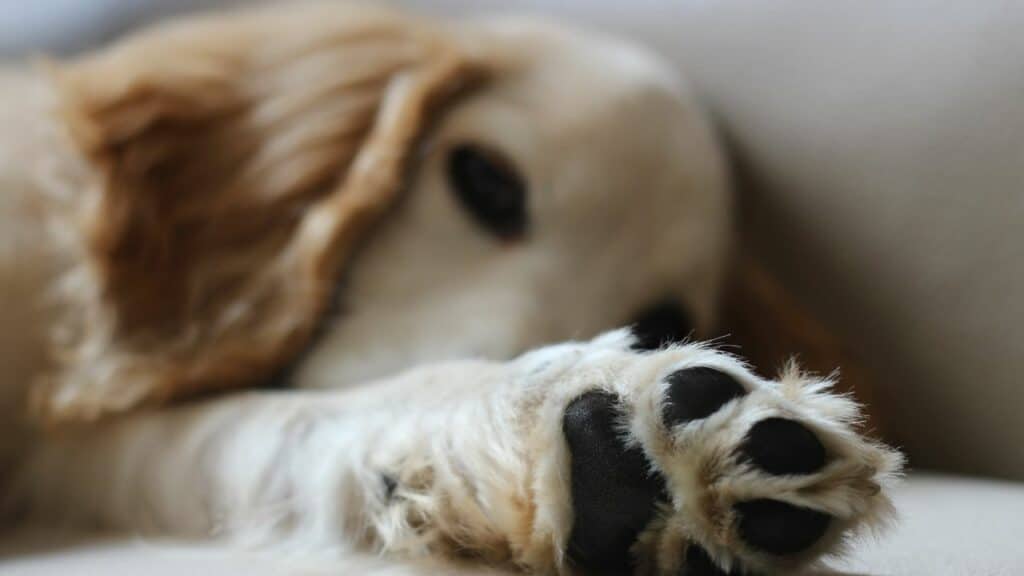 golden retriever lying holding paw to camera