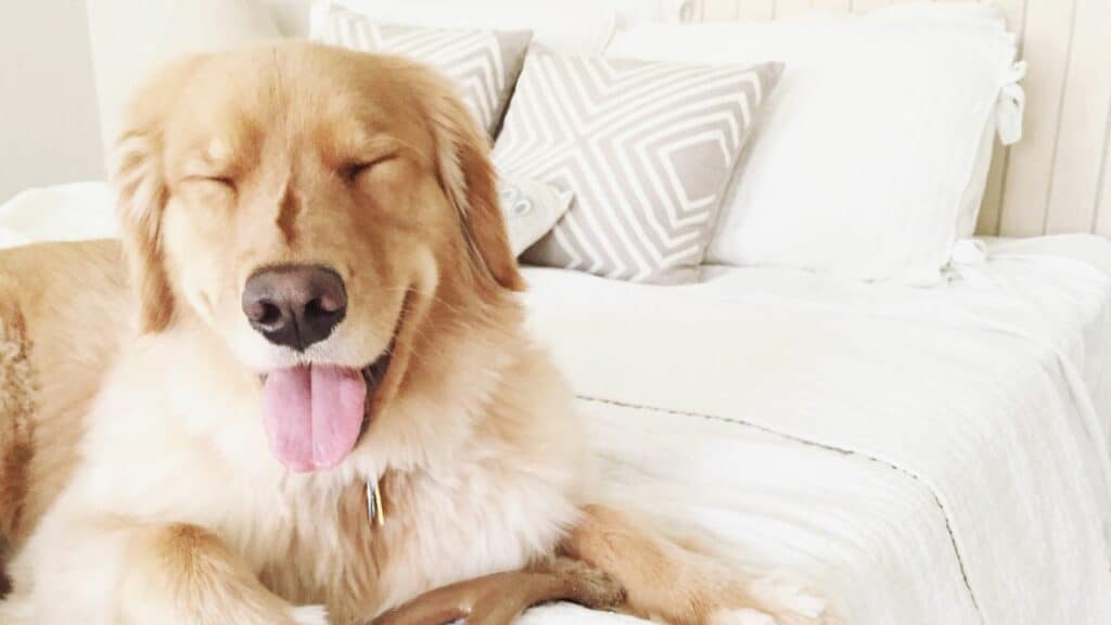 golden retriver mouth open in human bed
