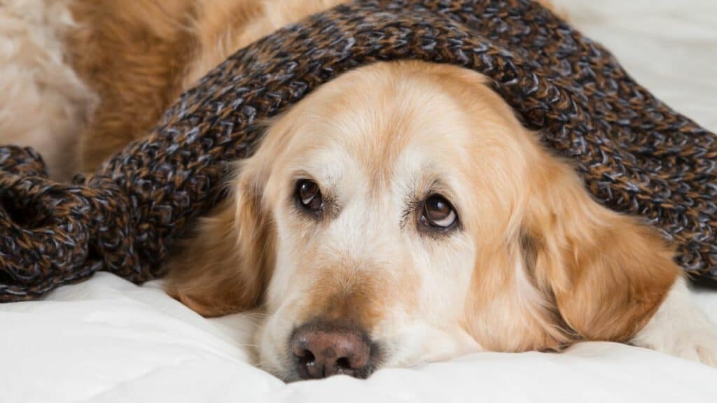 golden retriver with scarf