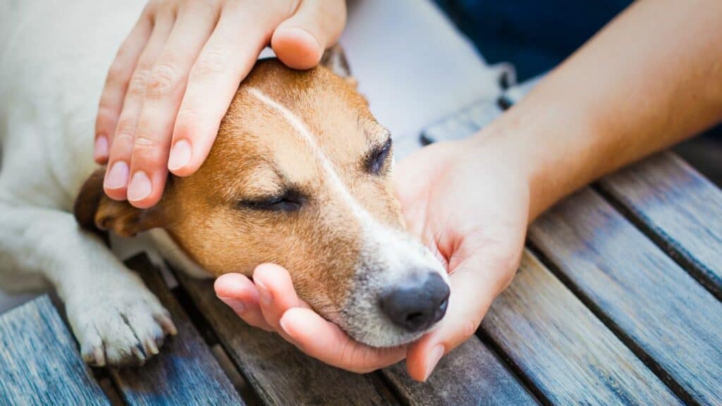 human hand petting little dogs head