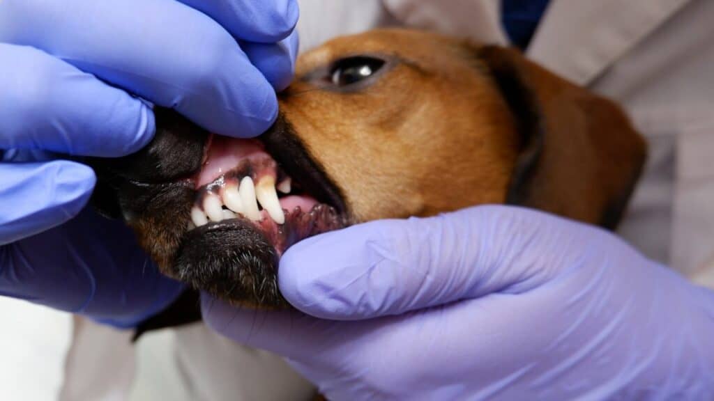 human hands open dogs mouth and showing teeth