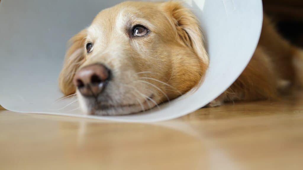 labrador looking sad with cone
