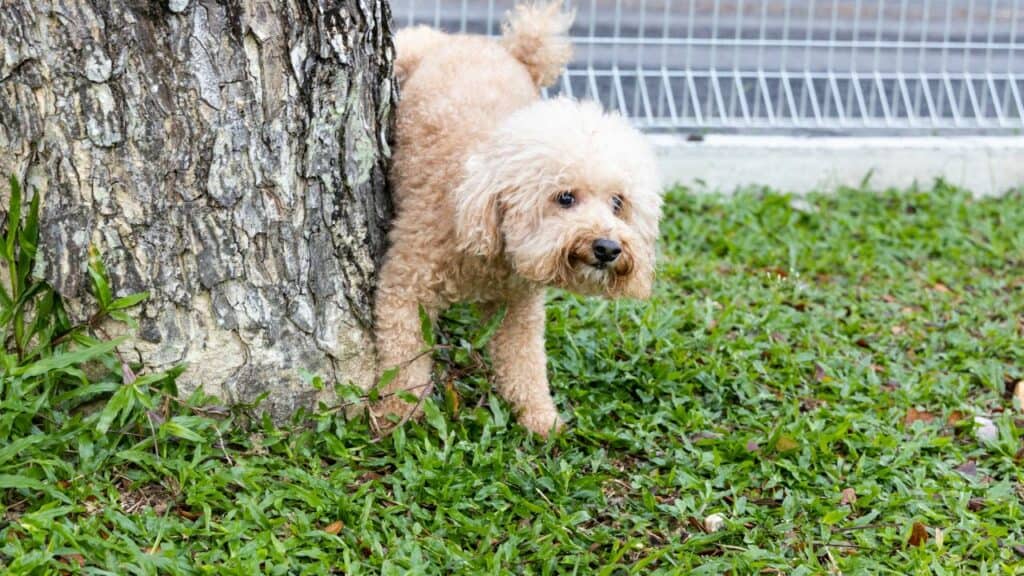 light brown dog peeing on a tree