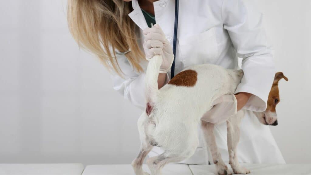 little dog at the vet anal sac disease