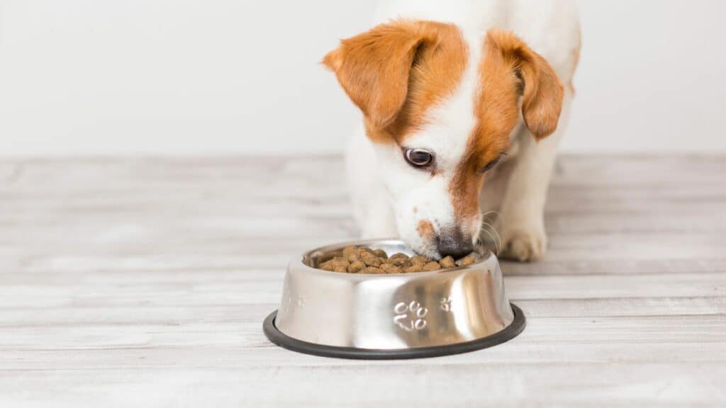 little dog is eating from food bowl