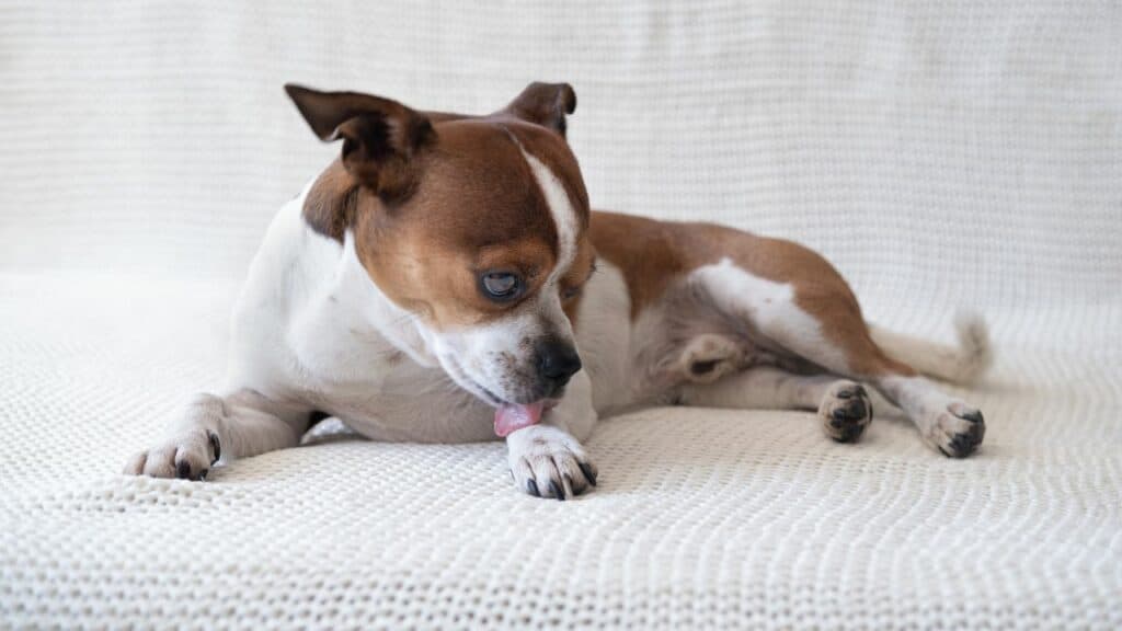 little dog on white blanket licking paws