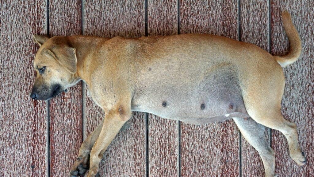 pregnant dog lying on the side
