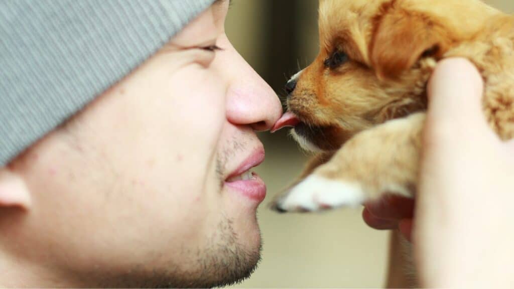 Puppy Licking Human Nose