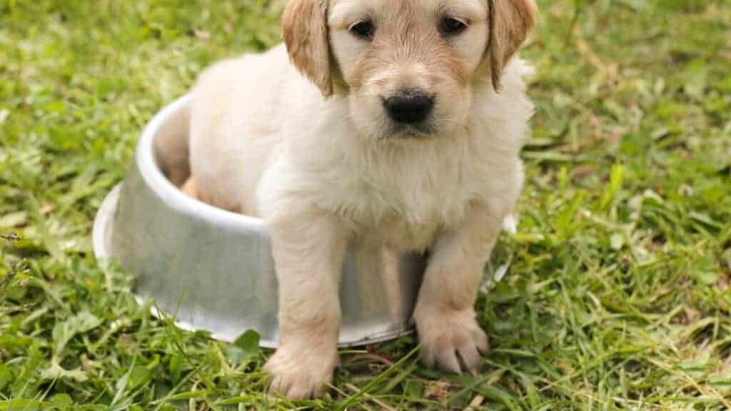 puppy sitting in food bowl