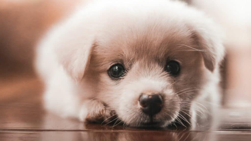 sweet looking puppy