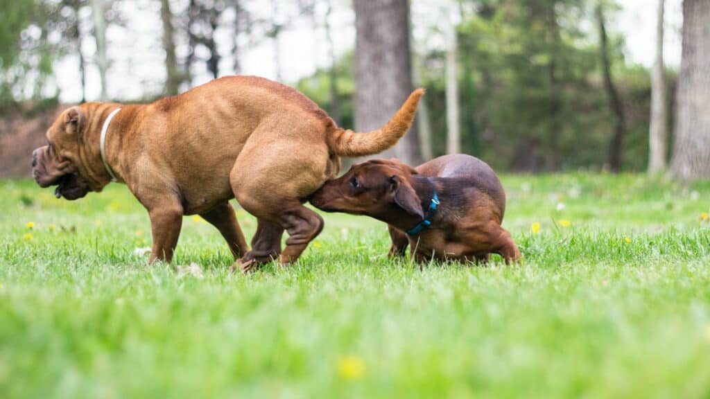 two brown dogs playing