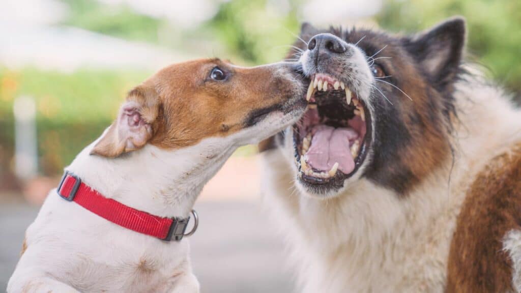two dogs aggressiv