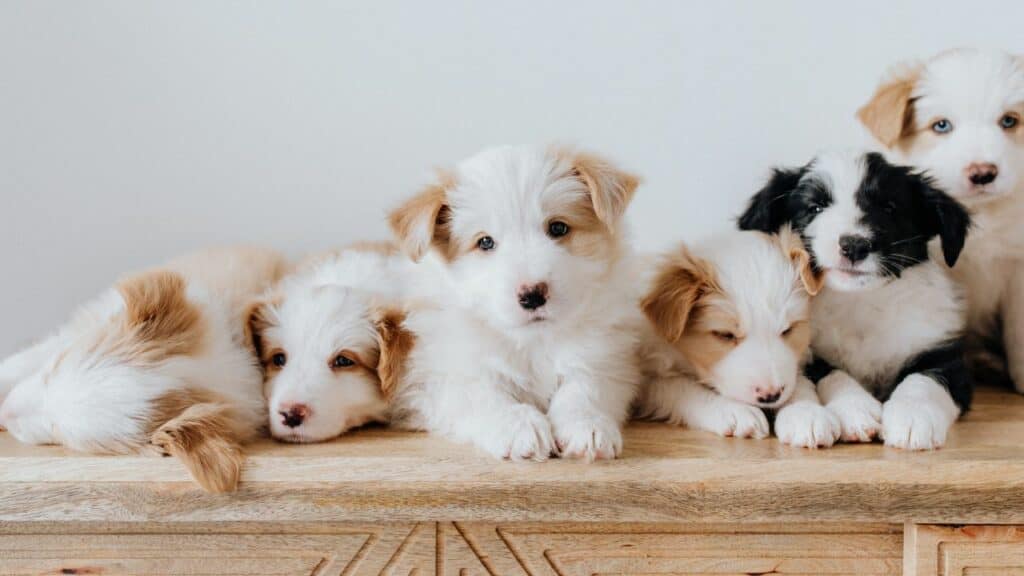 6 different puppies looking to the camera