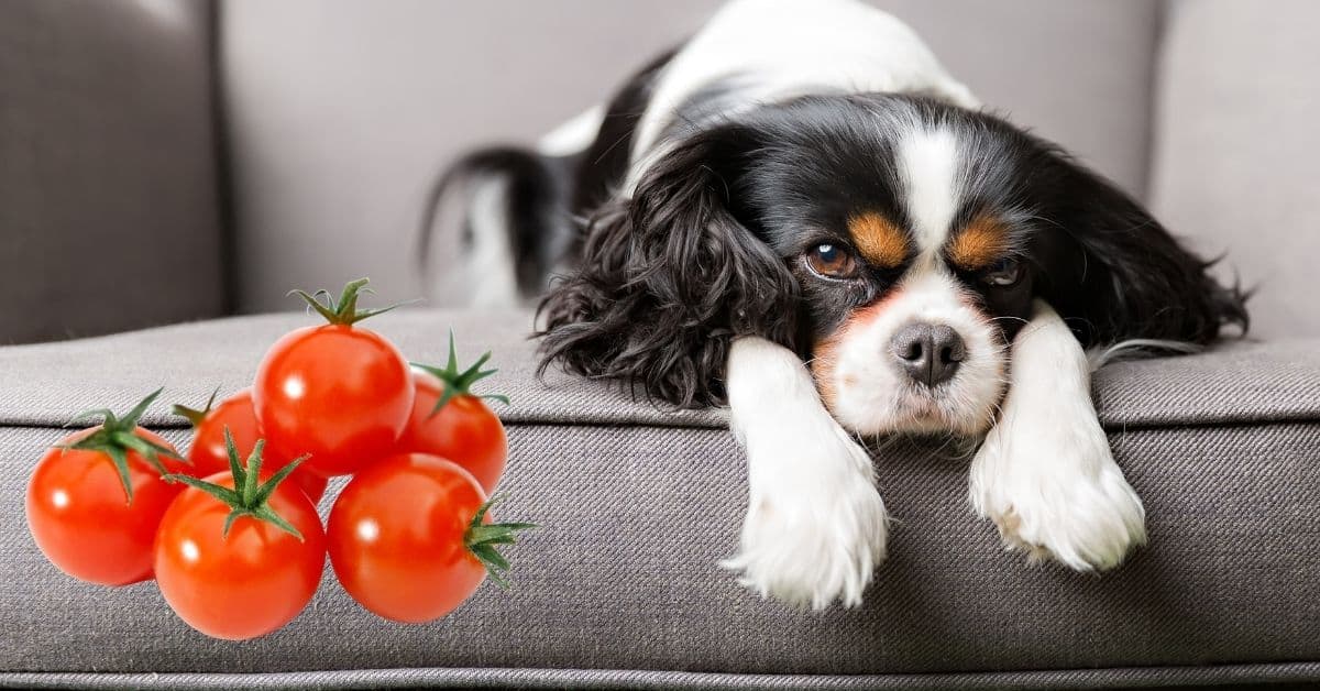Can Dogs Eat Cherry Tomatoes