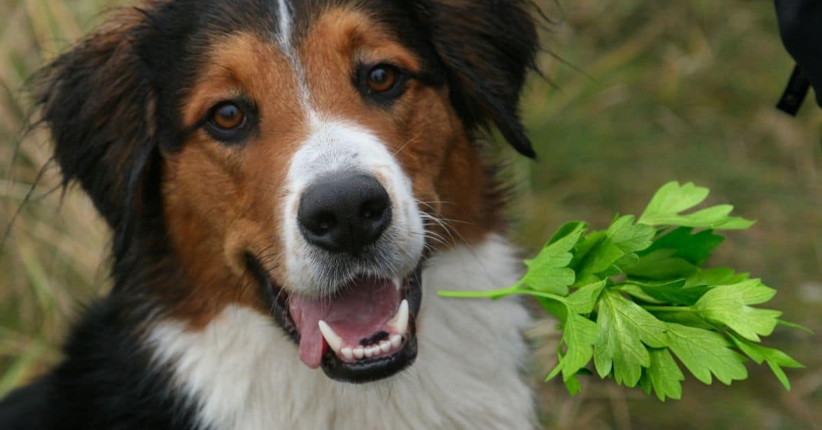 Can Dogs Eat Cilantro