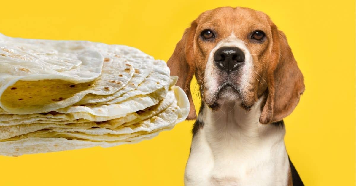 Can Dogs Eat Tortillas