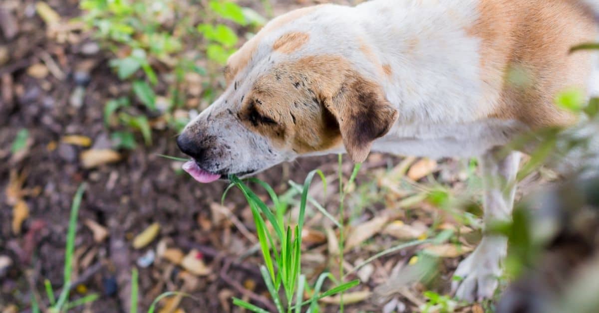 How To Stop Dog From Eating Poop _ 15 Home Remedies
